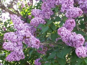 Lilacs of course