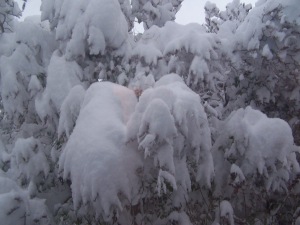 The poor lilacs under almost two feet of snow on December 9th.